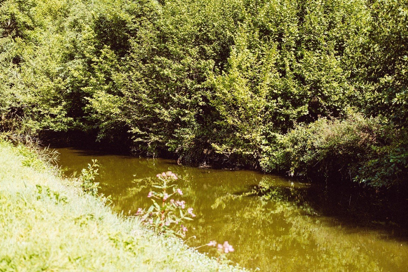 Stellplätze auf der Zeltwiese